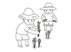 两位农民爷爷在田里栽水稻的简笔画图片