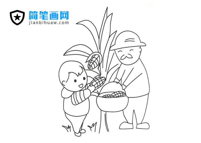 小朋友和爷爷在田里掰玉米的简笔画图片