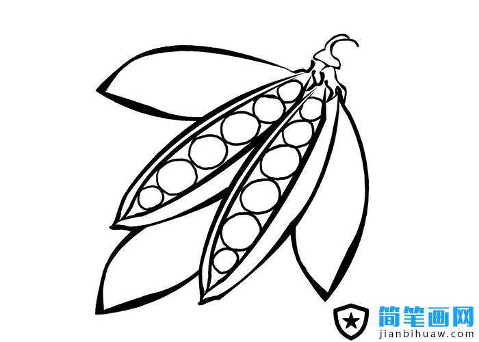 豆荚简笔画图片