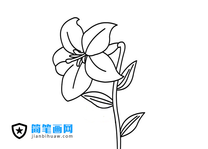 百合花简笔画图片