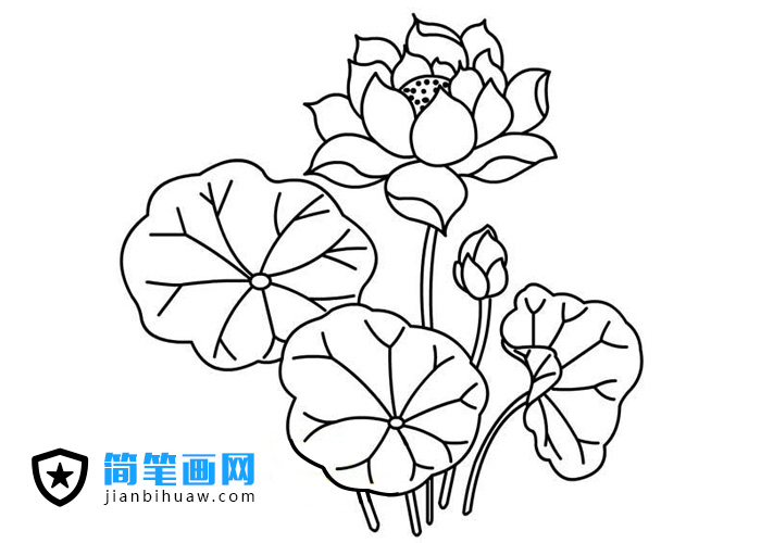 荷花荷叶简笔画图片